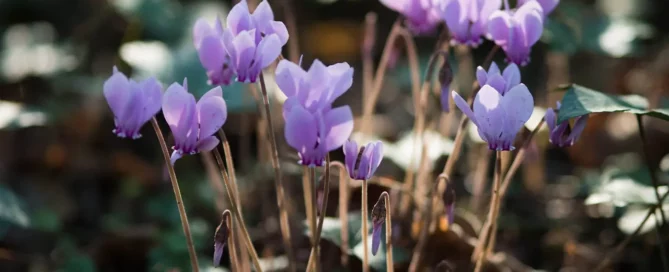 Amaterre • Journée bien-être global 2026
