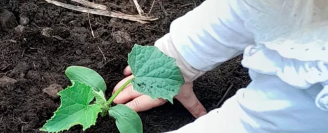 Amaterre • Atelier mains dans la terre